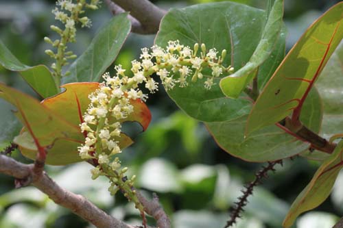 �n�}�x�u�h�E�A�炭�₱�̉Ԋ�