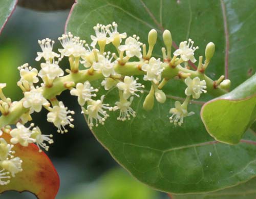 �n�}�x�u�h�E�A�炭�₱�̉Ԋ�