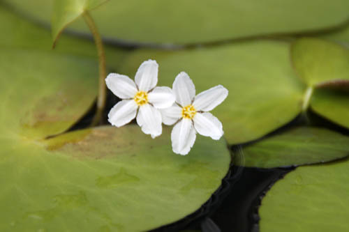 �n�i�K�K�u�^�A�炭�₱�̉Ԋ�