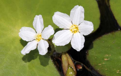 �n�i�K�K�u�^�A�炭�₱�̉Ԋ�