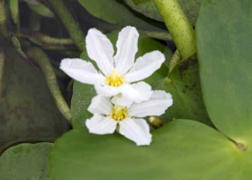 �n�i�K�K�u�^�A�炭�₱�̉Ԋ�