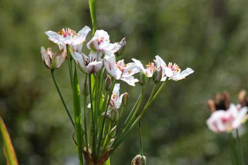 �n�i�C�A�炭�₱�̉Ԋ�