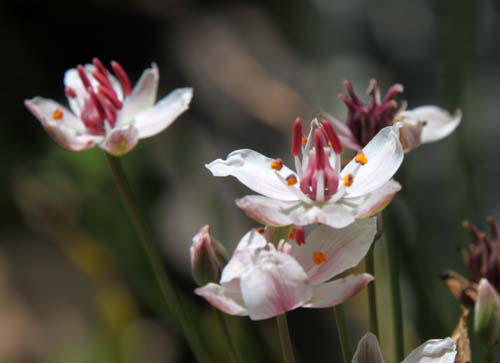 �n�i�C�A�炭�₱�̉Ԋ�