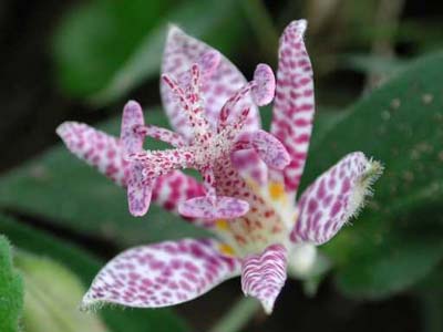 �z�g�g�M�X