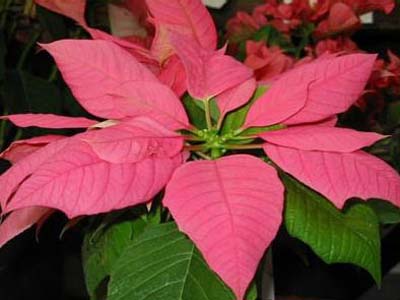 �|�C���Z�`�A