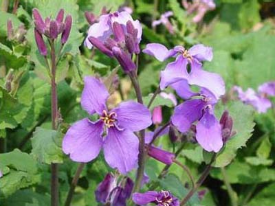 �����T�L�n�i�i