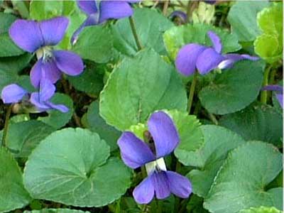 �j�I�C�X�~��