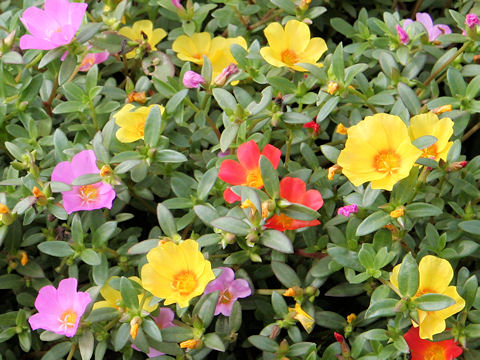 �n�i�X�x���q���A�炭�₱�̉Ԋ�