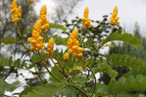 �n�l�Z���i�A�炭�₱�̉Ԋ�