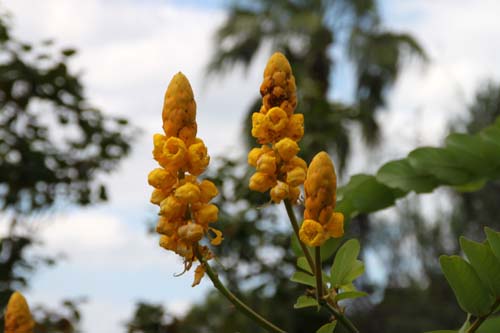 �n�l�Z���i�A�炭�₱�̉Ԋ�