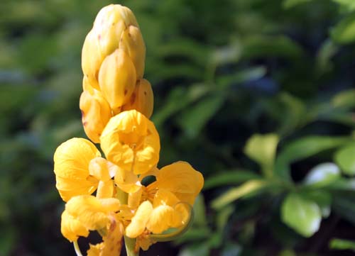 �n�l�Z���i�A�炭�₱�̉Ԋ�