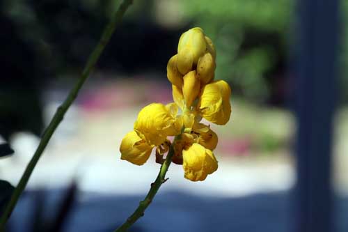 �n�l�Z���i�A�炭�₱�̉Ԋ�