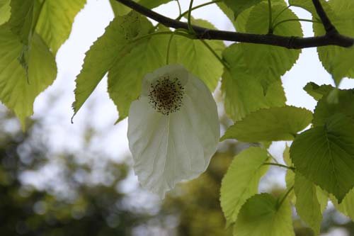 �n���J�`�m�L�A�炭�₱�̉Ԋ�