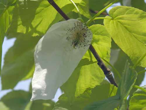 �n���J�`�m�L�A�炭�₱�̉Ԋ�