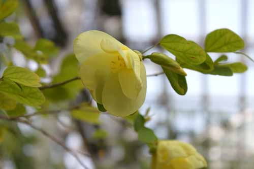 ハンモンソシンカ、咲くやこの花館