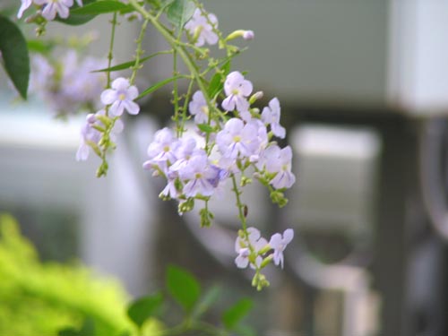 �n���}�c���A�炭�₱�̉Ԋ�