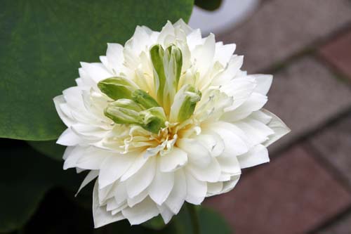 �n�X�A�炭�₱�̉Ԋ�