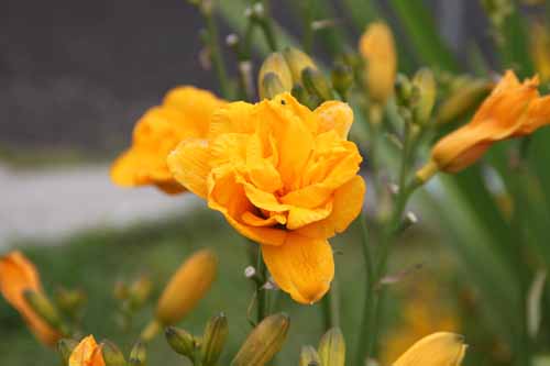 �w�����J���X�A�炭�₱�̉Ԋ�