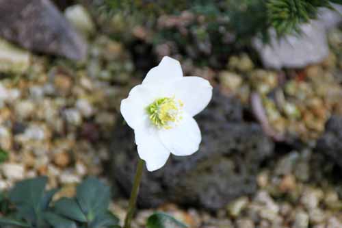 �w���{���X�E�j�Q���A�炭�₱�̉Ԋ�