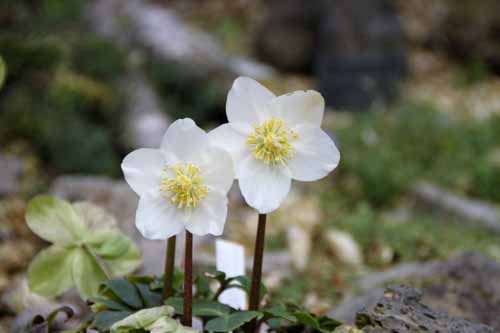 �w���{���X�E�j�Q���A�炭�₱�̉Ԋ�