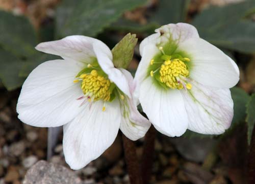 �w���{���X�E�j�Q���A�炭�₱�̉Ԋ�