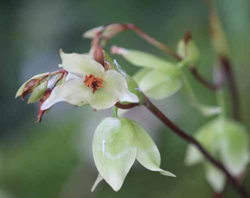 �w���A���t�H���A�炭�₱�̉Ԋ�