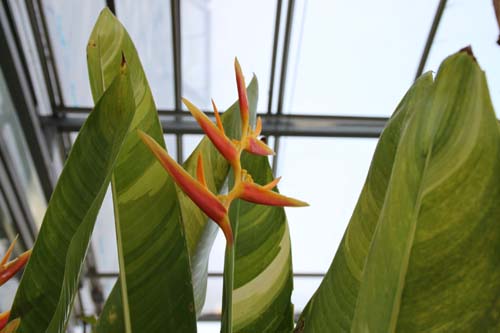 �w���R�j�A�E�t�~���X�A�炭�₱�̉Ԋ�