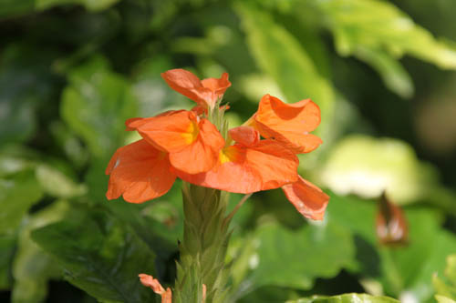 ヘリトリオシベ、咲くやこの花館