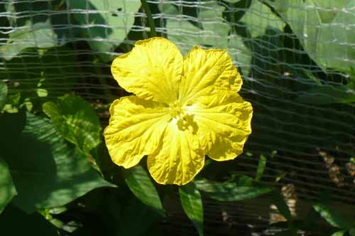 �w�`�}�A�炭�₱�̉Ԋ�