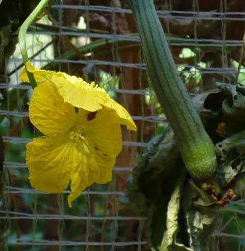 �w�`�}�A�炭�₱�̉Ԋ�