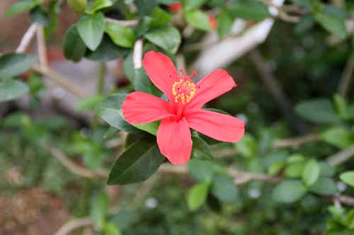 �q�r�X�N�X�E�N���C�A�炭�₱�̉Ԋ�