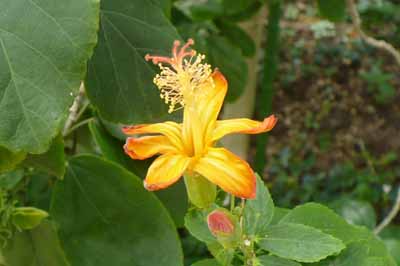 �q�r�X�N�X�E�R�L�I�A�炭�₱�̉Ԋ�