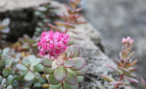 �q�_�J�~�Z�o���A�炭�₱�̉Ԋ�