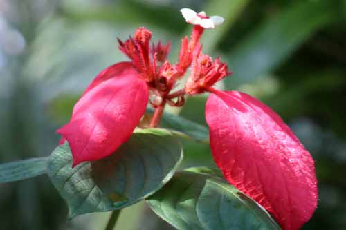 �q�S�����R�������J�A�炭�₱�̉Ԋ�