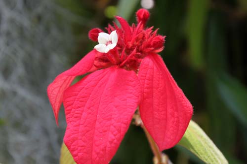 �q�S�����R�������J�A�炭�₱�̉Ԋ�