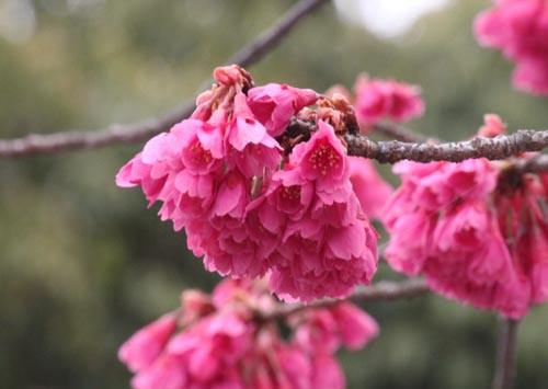 �q�J���T�N���A�炭�₱�̉Ԋ�