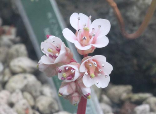 �q�}�������L�m�V�^�A�炭�₱�̉Ԋ�