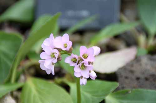 �q�}�������L�m�V�^�A�炭�₱�̉Ԋ�