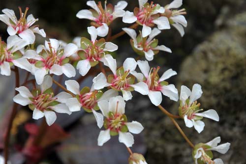 �q�}�������L�m�V�^�A�炭�₱�̉Ԋ�