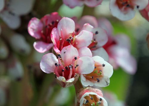 �q�}�������L�m�V�^�A�炭�₱�̉Ԋ�