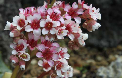 �q�}�������L�m�V�^�A�炭�₱�̉Ԋ�