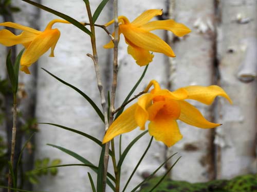 �q���|�t�Z�b�R�N�A�炭�₱�̉Ԋ�