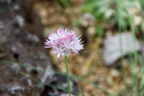 �q���G�]�l�M �炭�₱�̉Ԋ�