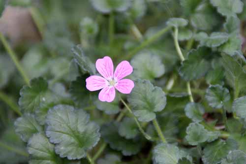 �q���t�E���E