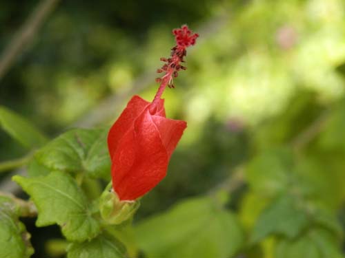 �q���t���E�A�炭�₱�̉Ԋ�