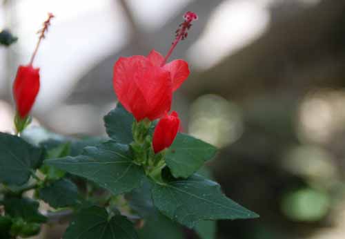 �q���t���E�A�炭�₱�̉Ԋ�