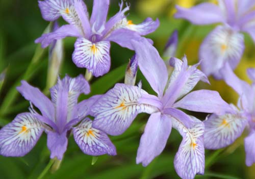 �q���V���K�A�炭�₱�̉Ԋ�