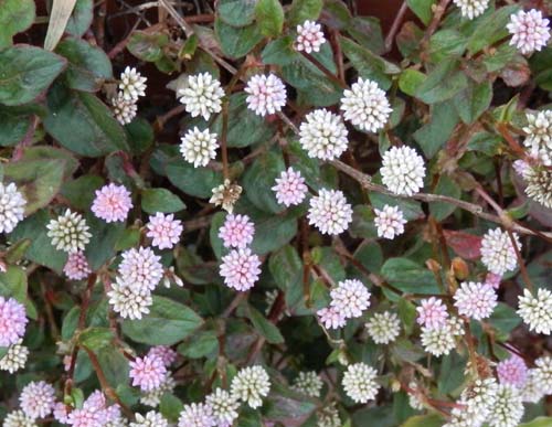 �q���c���\�o