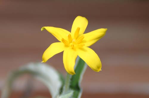 �q�|�L�V�X�A�炭�₱�̉Ԋ�