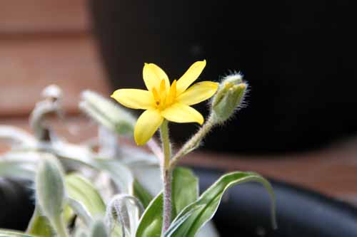 �q�|�L�V�X�A�炭�₱�̉Ԋ�